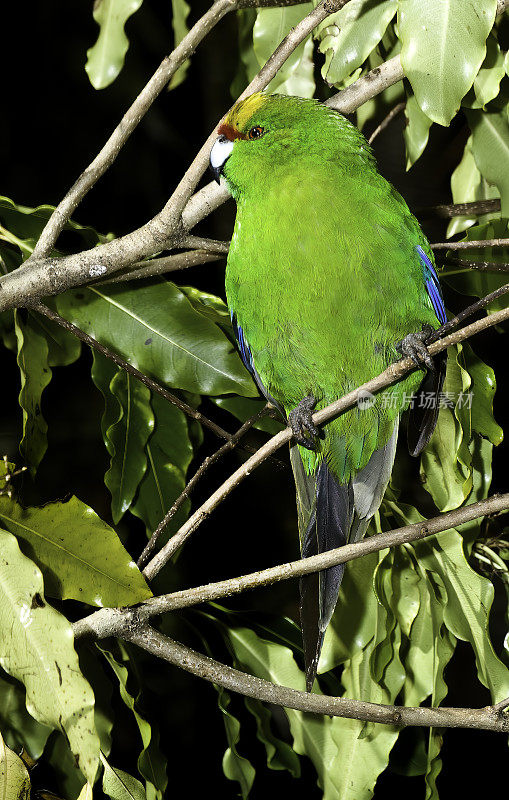 黄冠长尾小鹦鹉。本地的新西兰特有的长尾小鹦鹉。该物种遍布新西兰的三个主要岛屿，北岛，南岛和斯图尔特岛/拉基拉岛。